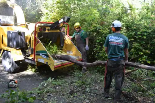 tree services Neptune Beach